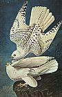 John James Audubon White Gerfalcons painting